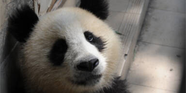 panda_getty