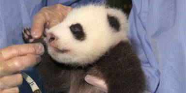 panda_san_diego
