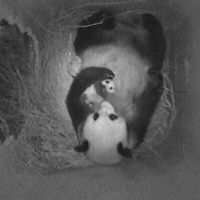 So süß ist das neue Panda-Baby