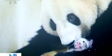 panda_thump.png