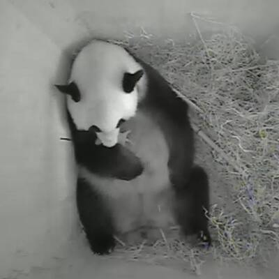 Panda-Nachwuchs für den Tiergarten Schönbrunn
