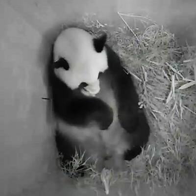 Panda-Nachwuchs für den Tiergarten Schönbrunn