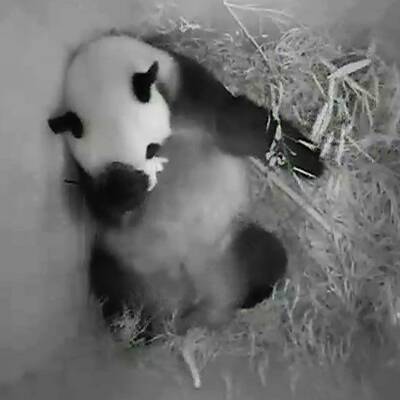 Panda-Nachwuchs für den Tiergarten Schönbrunn