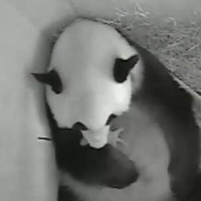 Panda-Nachwuchs für den Tiergarten Schönbrunn