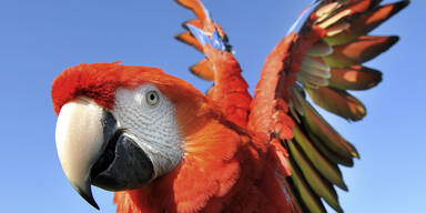 Radar blitzte Papagei im Tiefflug