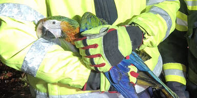 Feuerwehr r&uuml;ckte zur Papagei-Rettung aus