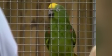 papagei.png
