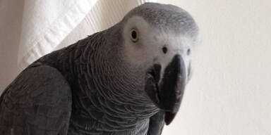 Papagei &Uuml;vfkap: Zum dritten Mal ausgeb&uuml;xt