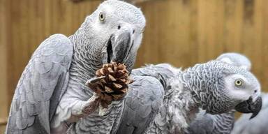 Die schimpfenden Papageien