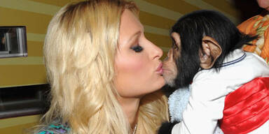 Paris steht auf Schimpansen