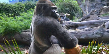 Tierarzt schie&szlig;t Mann in Gorilla-Kost&uuml;m nieder