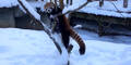 Roter Panda genießt den Schnee!