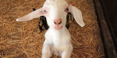 Der s&uuml;sseste Tierbaby-Bauernhof der Welt!