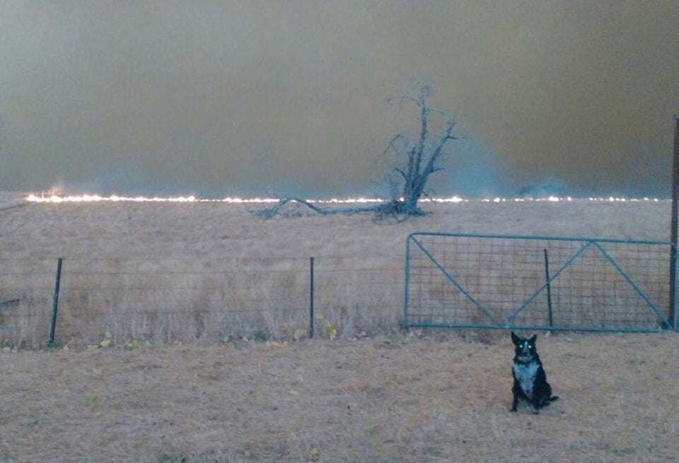 Dieser Border Collie rettete Schafherde vor Feuer-Tod