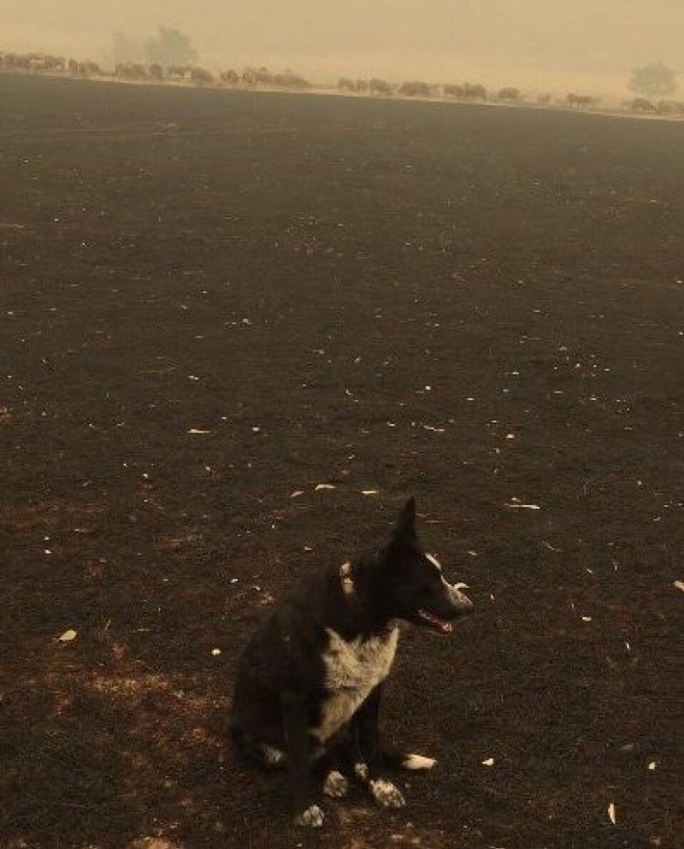 Dieser Border Collie rettete Schafherde vor Feuer-Tod