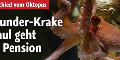 Wunder-Krake Paul geht in Pension