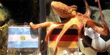 Wilder Streit um tierische WM-Orakel