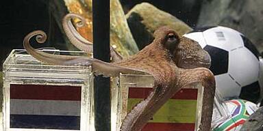 Neuer Job für WM-Orakel Paul