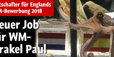 Neuer Job für WM-Orakel Paul