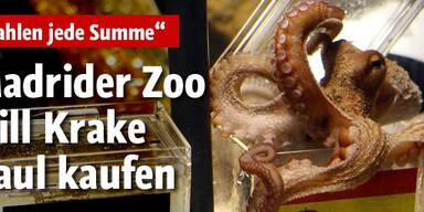 Madrider Zoo will Krake Paul kaufen