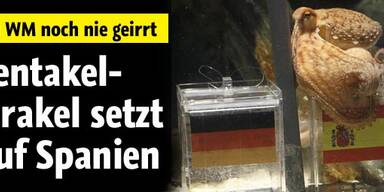 WM-Orakel Paul sagt Spanien-Sieg voraus