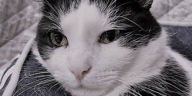 Das ist die erste Cyberkatze &Ouml;sterreichs