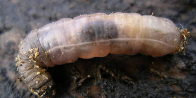 Made in Suppe von Jugend-G&auml;stehaus