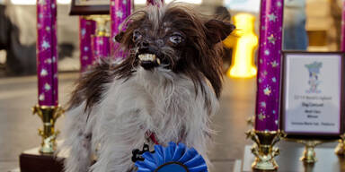 Das ist der h&auml;sslichste Hund der Welt