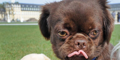 Paar versuchte Pekinesen zu stehlen