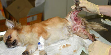 Tierquäler warf verletzten Hund in den Keller