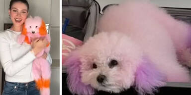 Nicola Peltz-Beckham: Ist das Qu&auml;lerei? Sie f&auml;rbt ihren Hund ein