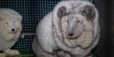 pelz.png
