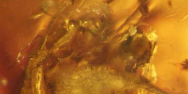 Dieser Penis ist 99 Mio Jahre alt