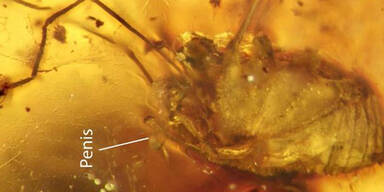 Dieser Penis ist 99 Mio Jahre alt