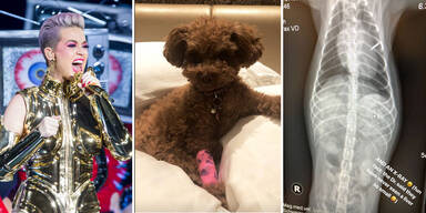 Herzstillstand! Drama um Katy Perrys Hund in Wien