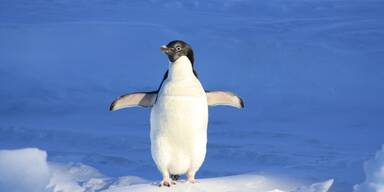 Pinguin