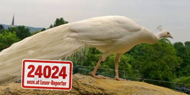 Zoo Schönbrunn: Eisbär verschlang Pfau