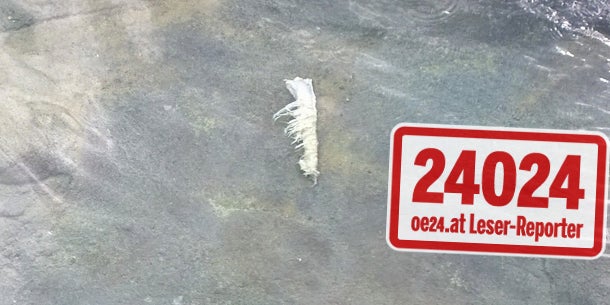 Zoo Schönbrunn: Eisbär verschlang Pfau