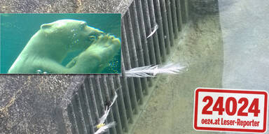 Zoo Schönbrunn: Eisbär verschlang Pfau