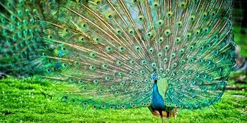 pfau_610x305.jpg