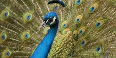 pfau_apa