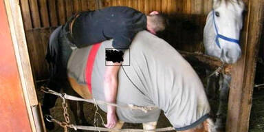 Betrunkener schlief auf Pferd Rausch aus