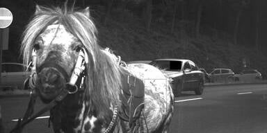 Pferd von Radarfalle geblitzt