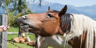 Stallbursche ließ Pferde verdursten