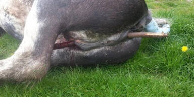 Brutaler Tierqu&auml;ler pf&auml;hlt Pferd