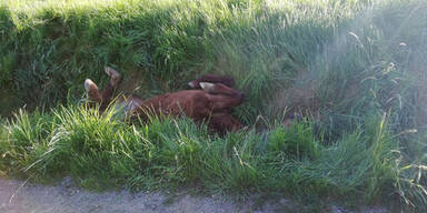 Pferd steckte entkr&auml;ftet in Wassergraben fest