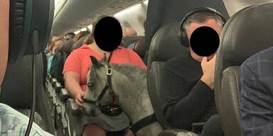 Darum sitzt hier ein Pony im Flieger
