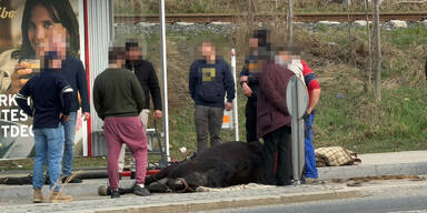 Fiakerpferd bricht zusammen &ndash; tot