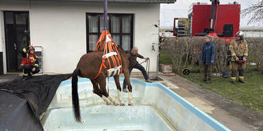 Ein in einen Pool gest&uuml;rztes Pferd