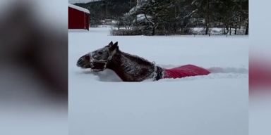 pferd.png